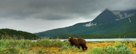 Brown bear at scenic Geographic Harbor BE9160