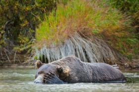 River Bear BE9175
