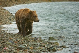 Brown bear with curvy shoreline BE9176 Brown bear with curvy shoreline BE9176