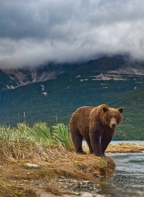 Brown bear at river's edge BE9201