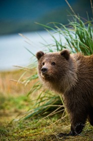 Brown bear cub BE9245