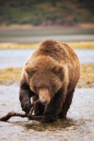Bear Toothbrush BE9336