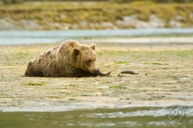 Brown Bear resting BE9377 Brown Bear resting BE9377