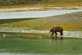 Bear exploring shoreline BE9527 Bear exploring shoreline BE9527