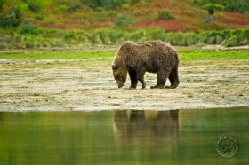 Bear foraging BE9529 Bear foraging BE9529