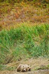 Brown bear in grasses BE9549
