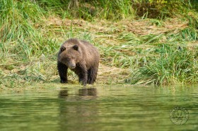 Brown bear cub at river BE9558 Brown bear cub at river BE9558
