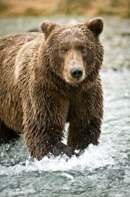 Coastal Brown Bear in river BE9559