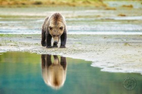Bear Reflection BE9697 Bear Reflection BE9697