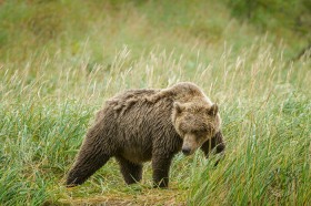 Coastal Brown bear at Katmai BE9703 Coastal Brown bear at Katmai BE9703