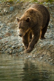 Brown bear at salmon stream BE9754 Brown bear at salmon stream BE9754