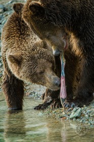 Sharing a tasty salmon BE9755 Sharing a tasty salmon BE9755