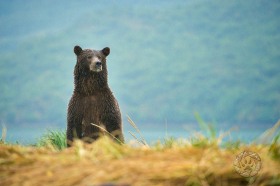 Bear Looking over hillside BE9834