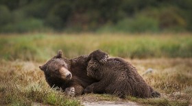 Brown bear nursing cub BE9836