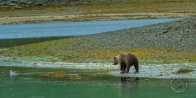 Bear exploring shoreline BE9935 Bear exploring shoreline BE9935
