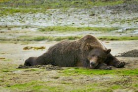 Grizzly bear sow resting BE9937 Grizzly bear sow resting BE9937