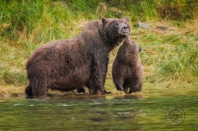 Mother Bear and Cub BE9940 Mother Bear and Cub BE9940