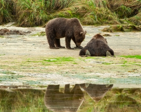Two Bears One Sploot BE10689