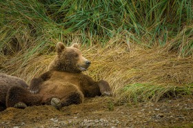 Bear cub chill pose BE10619