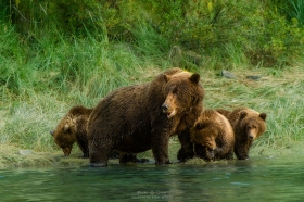 Mother Bear and Cubs BE10690