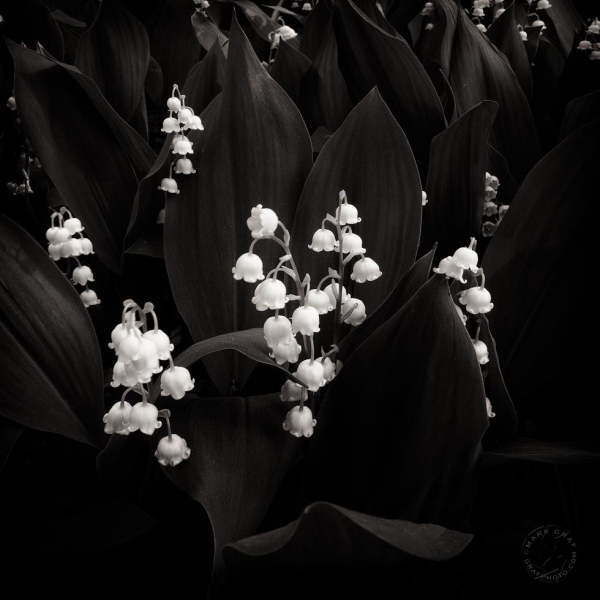 Lily of the Valley FL10149
