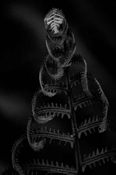Ostrich Fern Frond PL10651