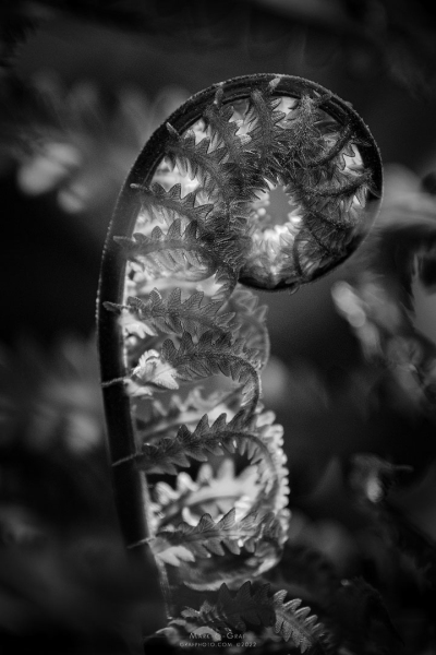 Ostrich Fern fiddlehead PL10650