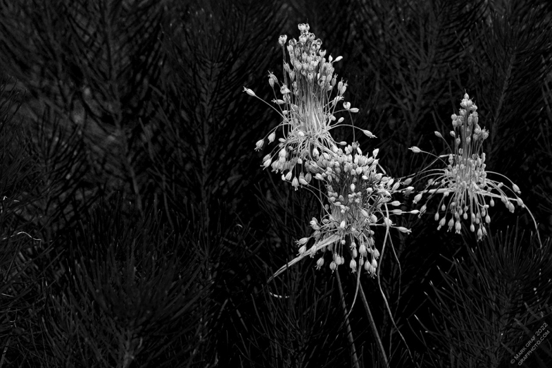 Keeled Garlic (Allium carinatum var. pulchellum) FL10684