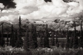 Alaskan Range & Spruce trees LA9451 Alaskan Range & Spruce trees LA9451