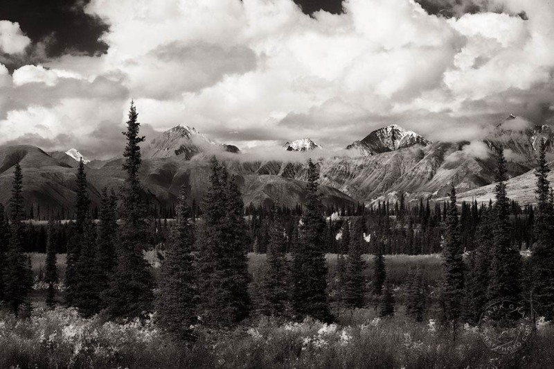 Alaskan Range & Spruce trees  LA9451