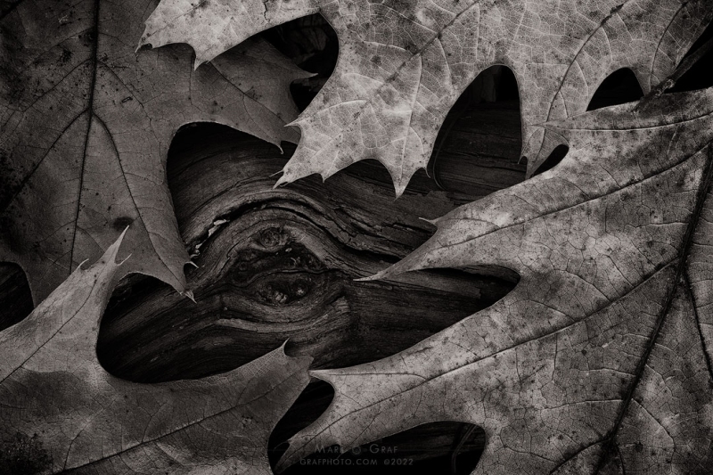 Leaves and Whale Eye LE10646