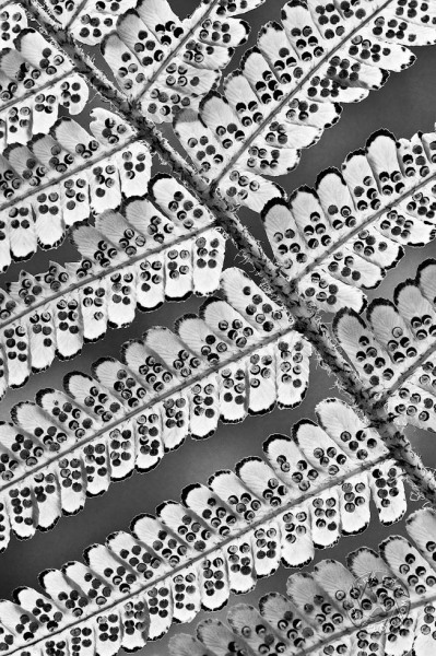 Sporangia PL8912