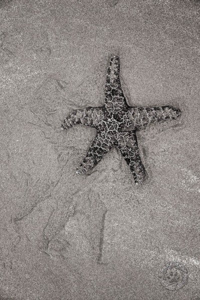 Sea star at shoreline SS9627