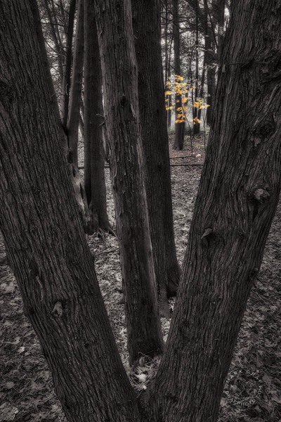 Between Pines TR10098