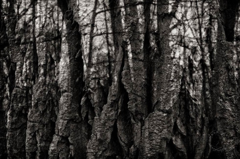 Cottonwood Abstract TR10139
