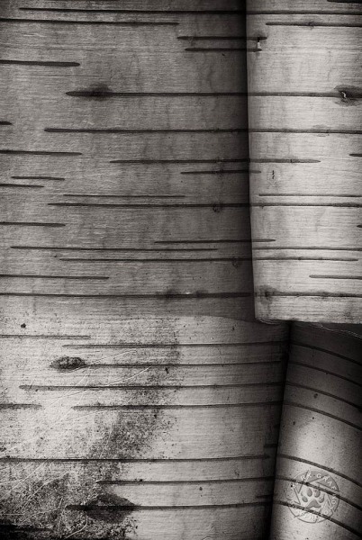 Peeling Birch TR10162