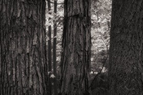 Three Trees TR10178 Three Trees TR10178