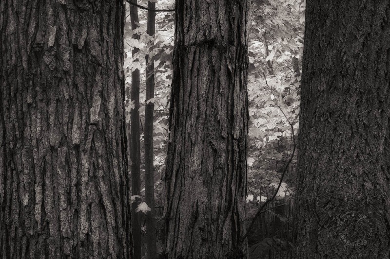 Three Trees  TR10178