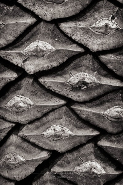 Conifer Cone Pattern TR10505