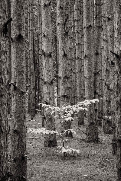 Alone amongst the pines TR9689