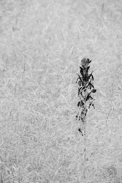 Cardinal Flower with Gold Dew Tufted Hair Grass FL10673