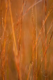Prairie Tall Grass PL10174 Prairie Tall Grass PL10174