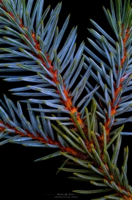 Blue Spruce Needles TR10734 Blue Spruce Needles TR10734