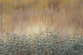 Frosty Savanna Seedheads Frosty Savanna Seedheads