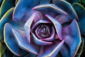 Echeveria Succulent FL10013 Echeveria Succulent FL10013