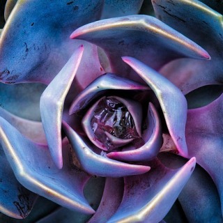 Echeveria Succulent FL10013 Echeveria Succulent FL10013