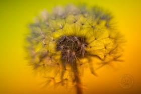 Dandelion Seed Closeup FL10072 Dandelion Seed Closeup FL10072
