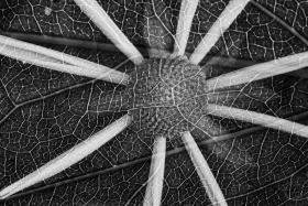 Cutleaf coneflower multiple exposure FL10897 Cutleaf coneflower multiple exposure FL10897
