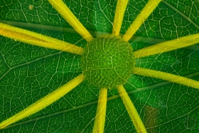 Cutleaf coneflower multiple exposure FL10897 Cutleaf coneflower multiple exposure FL10897