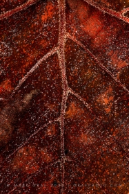 Frosted Sycamore Leaf Veins LE10824 Frosted Sycamore Leaf Veins LE10824